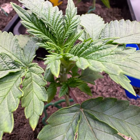 Ice Cream Cake FF #2 growlog timeline photo