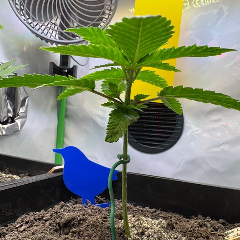 Ice Cream Cake FF #2 growlog timeline photo
