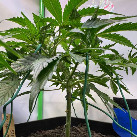 Watermelon Auto #2 growlog timeline photo