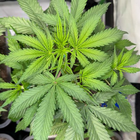 Watermelon Auto #2 growlog timeline photo