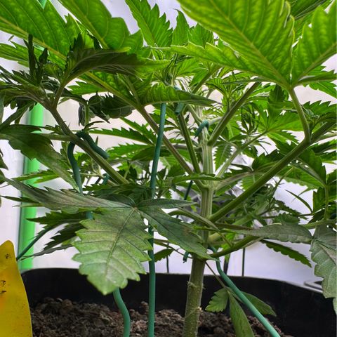 Watermelon Auto #1 growlog timeline photo
