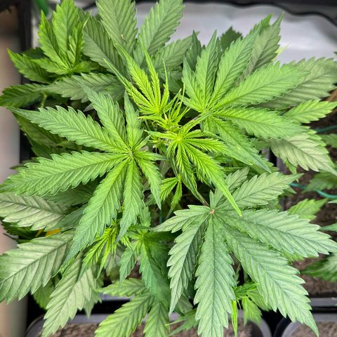 Watermelon Auto #1 growlog timeline photo