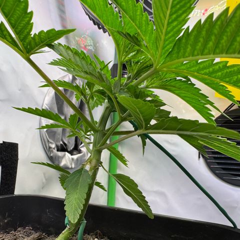 Ice Cream Cake FF #1 growlog timeline photo