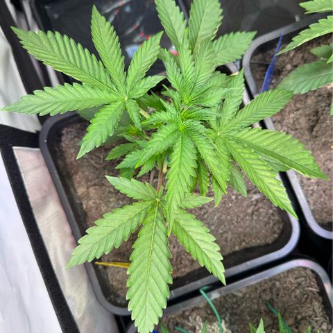 Ice Cream Cake FF #1 growlog timeline photo