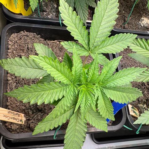 Ice Cream Cake FF #2 growlog timeline photo