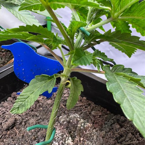 Ice Cream Cake FF #2 growlog timeline photo