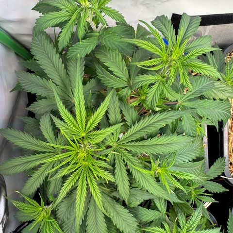 Watermelon Auto #2 growlog timeline photo