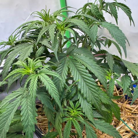 Watermelon Auto #2 growlog timeline photo