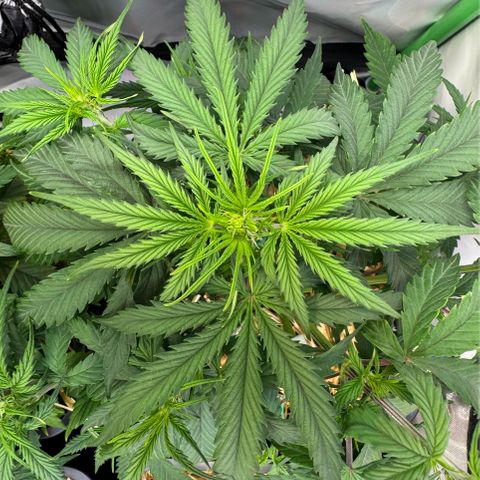 Watermelon Auto #2 growlog timeline photo