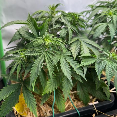 Watermelon Auto #1 growlog timeline photo