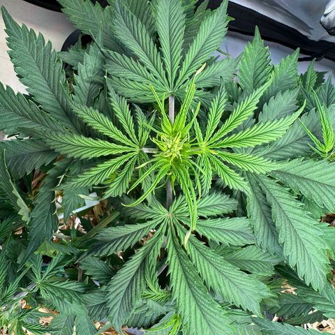 Watermelon Auto #1 growlog timeline photo