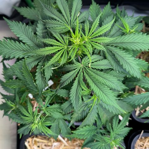 Watermelon Auto #1 growlog timeline photo