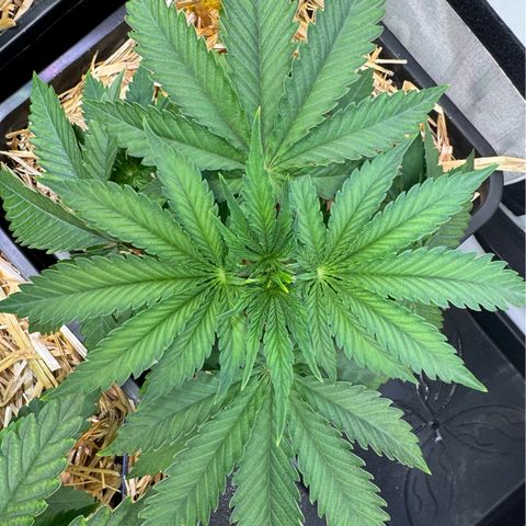 Ice Cream Cake FF #1 growlog timeline photo