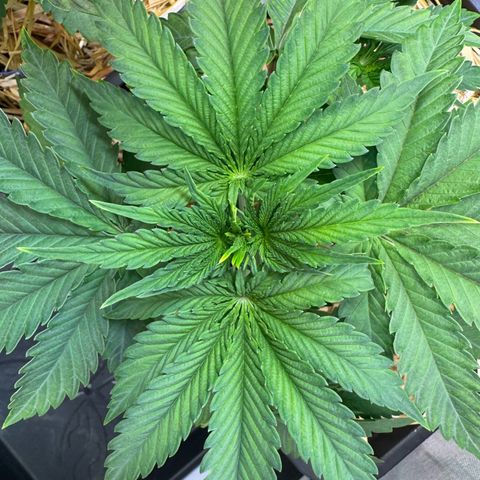 Ice Cream Cake FF #1 growlog timeline photo