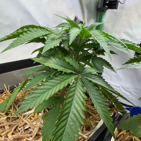 Ice Cream Cake FF #1 growlog timeline photo