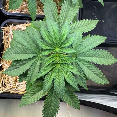 Ice Cream Cake FF #2 growlog timeline photo