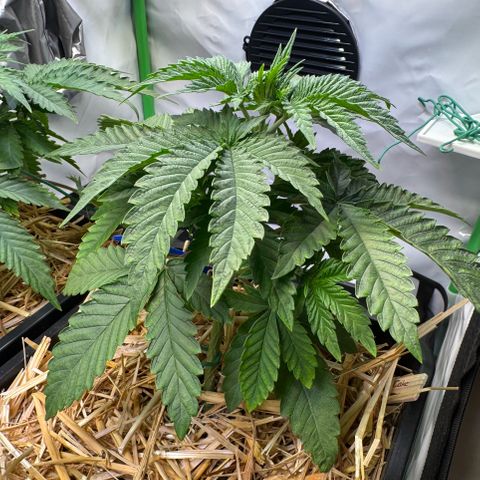 Ice Cream Cake FF #2 growlog timeline photo