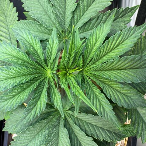 Ice Cream Cake FF #2 growlog timeline photo