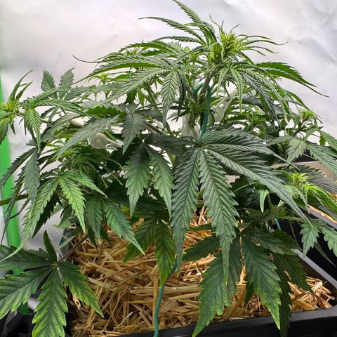 Watermelon Auto #1 growlog timeline photo