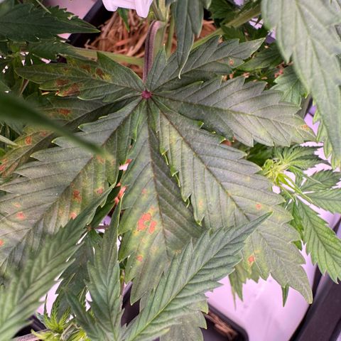 Watermelon Auto #1 growlog timeline photo