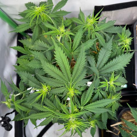 Watermelon Auto #1 growlog timeline photo