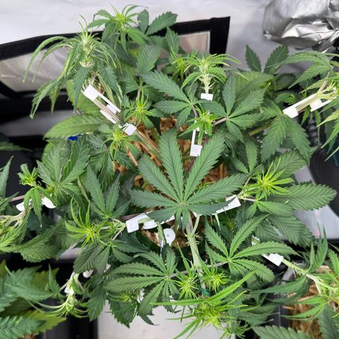 Watermelon Auto #2 growlog timeline photo