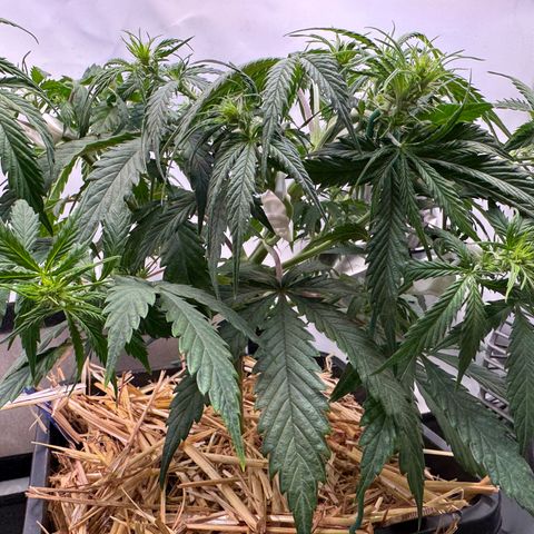 Watermelon Auto #2 growlog timeline photo