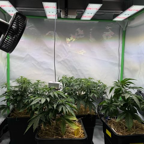 Watermelon Auto #2 growlog timeline photo