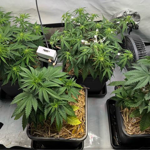 Watermelon Auto #2 growlog timeline photo