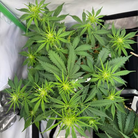 Watermelon Auto #2 growlog timeline photo