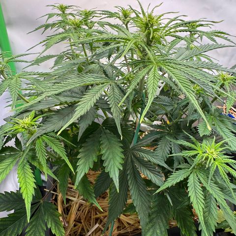 Watermelon Auto #2 growlog timeline photo