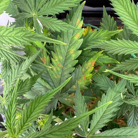 Watermelon Auto #2 growlog timeline photo