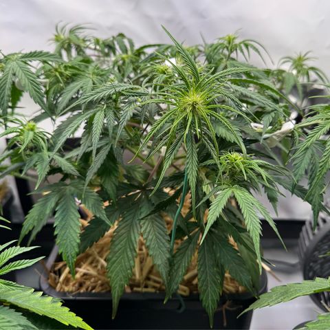 Watermelon Auto #1 growlog timeline photo
