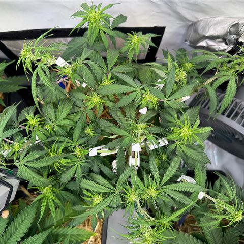 Watermelon Auto #1 growlog timeline photo