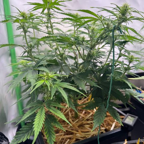 Watermelon Auto #2 growlog timeline photo