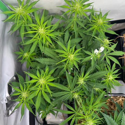 Watermelon Auto #2 growlog timeline photo