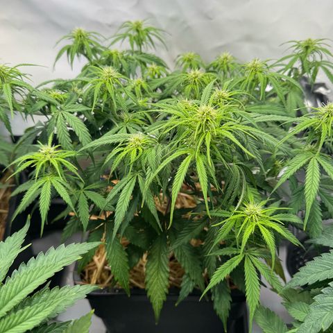 Watermelon Auto #1 growlog timeline photo