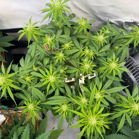 Watermelon Auto #1 growlog timeline photo