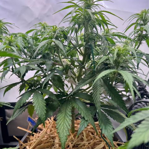 Watermelon Auto #1 growlog timeline photo