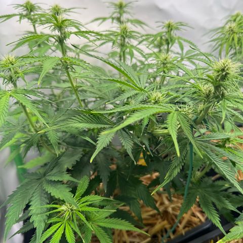 Watermelon Auto #2 growlog timeline photo