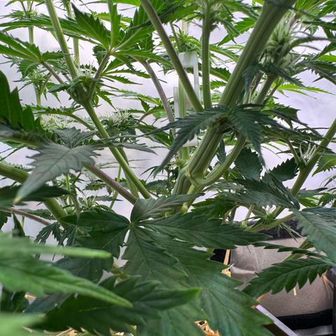 Watermelon Auto #2 growlog timeline photo