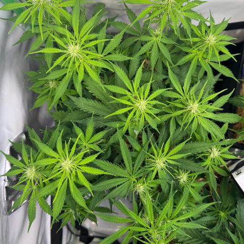 Watermelon Auto #2 growlog timeline photo