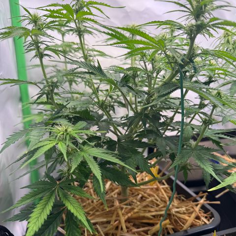 Watermelon Auto #2 growlog timeline photo