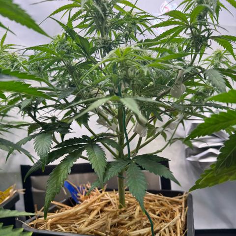 Watermelon Auto #1 growlog timeline photo