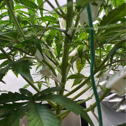 Watermelon Auto #1 growlog timeline photo