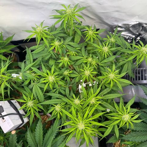 Watermelon Auto #1 growlog timeline photo
