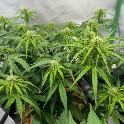 Watermelon Auto #1 growlog timeline photo