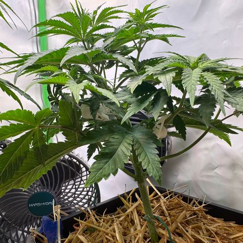 Ice Cream Cake FF #2 growlog timeline photo