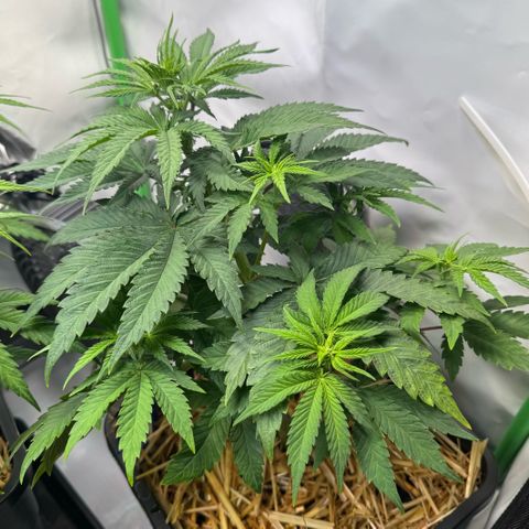 Ice Cream Cake FF #2 growlog timeline photo