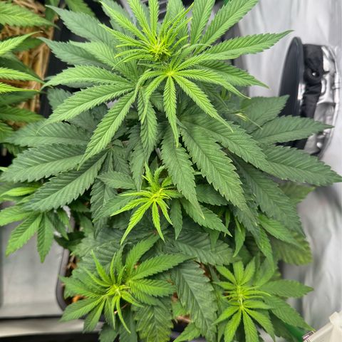 Ice Cream Cake FF #2 growlog timeline photo